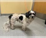 Small ShihPoo