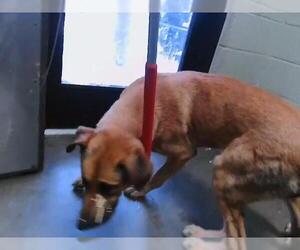 German Shepherd Dog-Unknown Mix Dogs for adoption in Tulsa, OK, USA