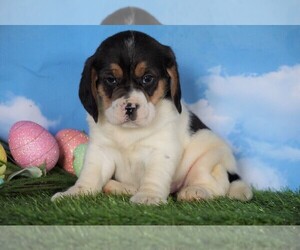 Beagle Puppy for sale in FREDERICKSBG, OH, USA