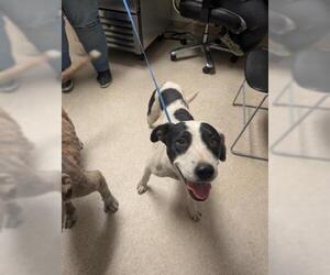 Mutt Dogs for adoption in Bakersfield, CA, USA