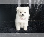 Puppy Vivien AKC Pomeranian