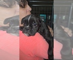 Puppy Puppy 7 Boxer