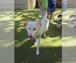 Small #5 Great Pyrenees Mix