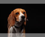 Small #4 Beagle