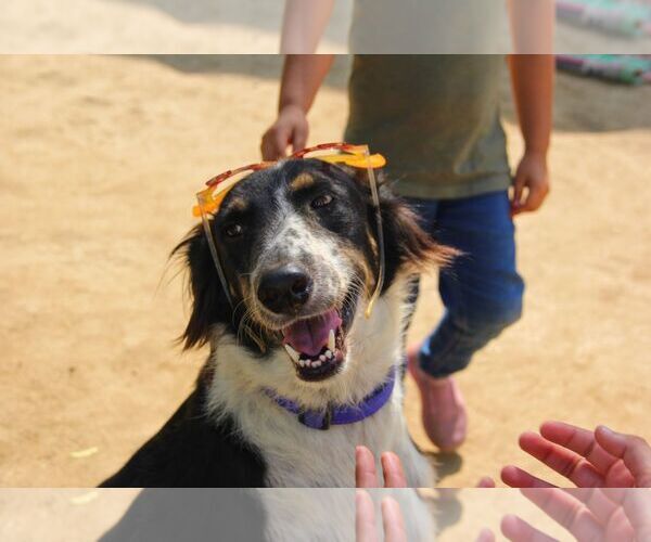 Medium Photo #2 Mutt Puppy For Sale in Brooklyn, NY, USA