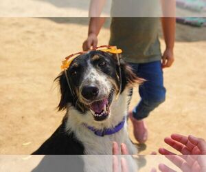 Mowgli - Male Mutt Dog for Adoption - Photo #2