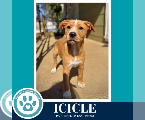 Medium Photo #13 Labrador Retriever-Unknown Mix Puppy For Sale in Kimberton, PA, USA