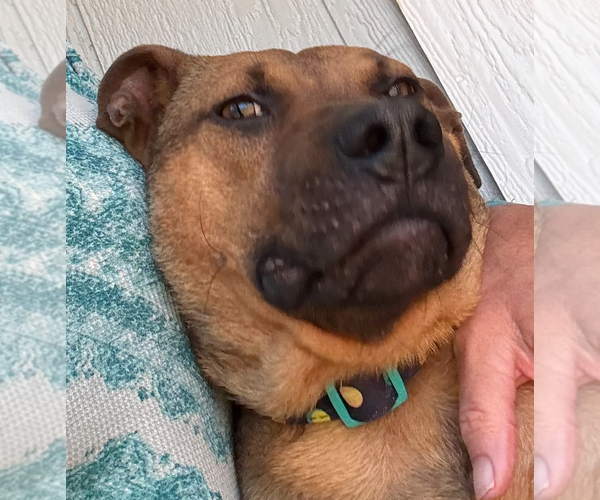 Medium Photo #4 Black Mouth Cur-Unknown Mix Puppy For Sale in Decatur, GA, USA