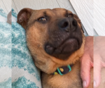 Small #3 Black Mouth Cur Mix