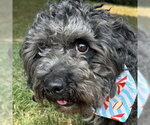 Small #4 Shih Tzu Mix