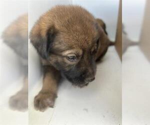 Black Mouth Cur-Unknown Mix Dogs for adoption in Houston, TX, USA