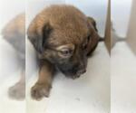Small Black Mouth Cur Mix
