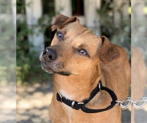 Dachshund-Jack Russell Terrier Mix Dogs for adoption in Beverly Hills, CA, USA