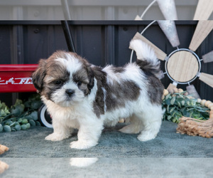 Medium Shih Tzu