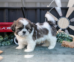 Puppy Marco Shih Tzu