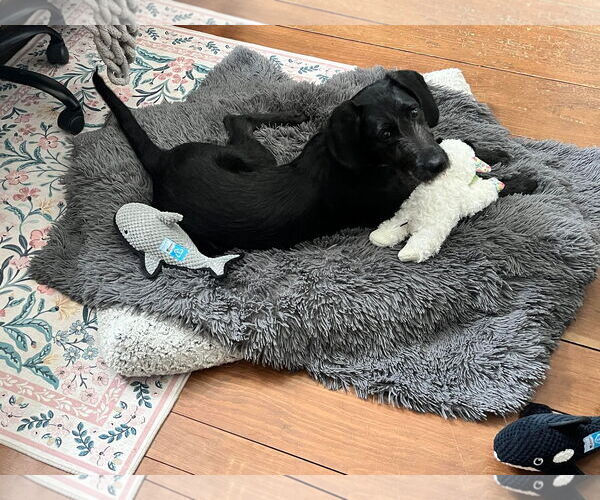 Medium Photo #4 Mutt Puppy For Sale in MECHANICSBURG, PA, USA