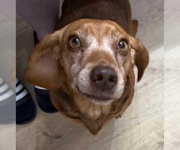 Medium Photo #8 Beagle Puppy For Sale in Dunnellon, FL, USA