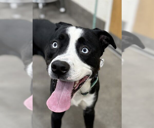 Medium Photo #1 Mutt Puppy For Sale in Forestville, MD, USA