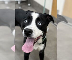 Mutt Dogs for adoption in Forestville, MD, USA