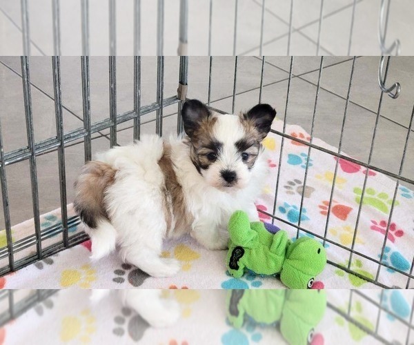 Medium Photo #3 Papitese Puppy For Sale in ORO VALLEY, AZ, USA