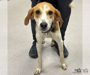 Mutt Dogs for adoption in Washington, DC, USA