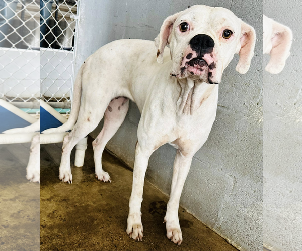 Medium Photo #1 Boxer Puppy For Sale in Dumont, NJ, USA