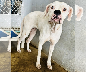 Boxer Dogs for adoption in Dumont, NJ, USA