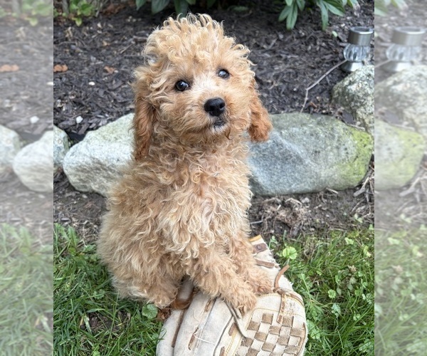 Medium Photo #3 Cockapoo (Miniature) Puppy For Sale in MIDDLEBURY, IN, USA