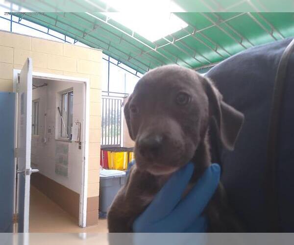 Medium Photo #1 Labrador Retriever-Unknown Mix Puppy For Sale in Chula Vista, CA, USA