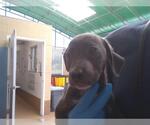 Small Labrador Retriever Mix