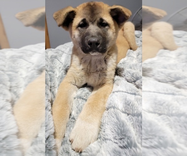 Medium Photo #1 Akita Puppy For Sale in INDIANOLA, IA, USA