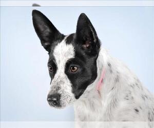 Border Collie Dogs for adoption in Fort Collins, CO, USA