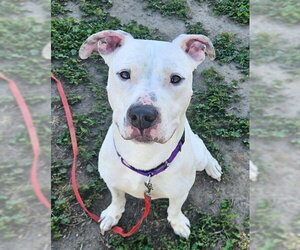 Mutt Dogs for adoption in Sacramento, CA, USA