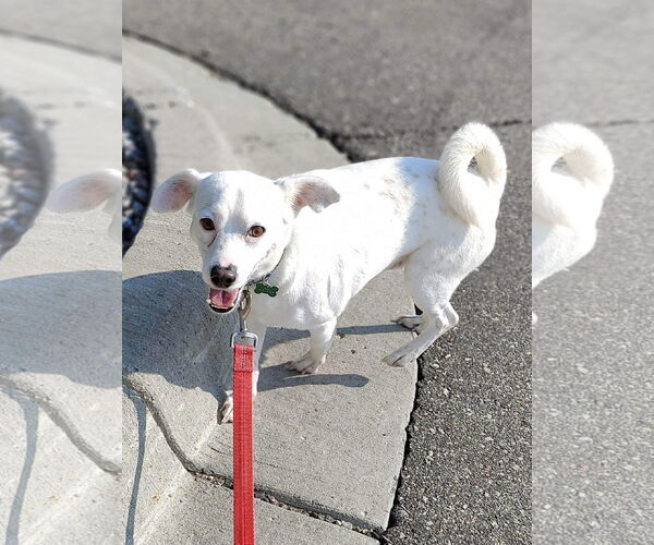 Medium Photo #5 Chihuahua-Unknown Mix Puppy For Sale in St. Louis Park, MN, USA