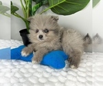 Small Photo #6 Pomeranian Puppy For Sale in FRANKLIN, IN, USA