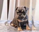 Small #1 English Bulldog