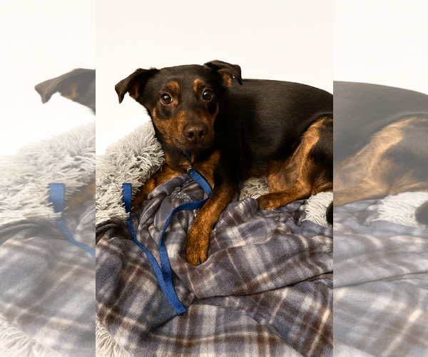 Medium Photo #5 Labrador Retriever-Unknown Mix Puppy For Sale in Princeton, MN, USA