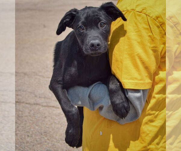 Medium Photo #4 American Staffordshire Terrier-Unknown Mix Puppy For Sale in Huntley, IL, USA