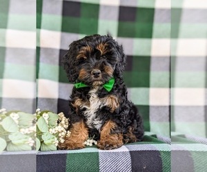 Cock-A-Poo Puppy for sale in NEW HOLLAND, PA, USA