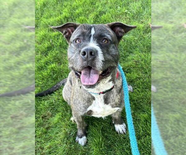 Medium Photo #1 American Pit Bull Terrier-Unknown Mix Puppy For Sale in Sacramento, CA, USA