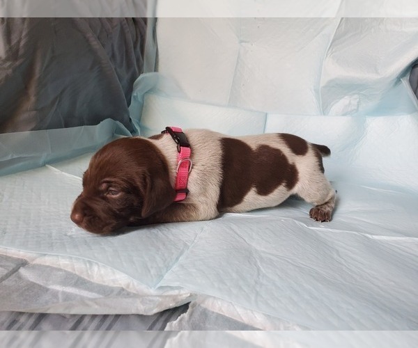 Medium Photo #9 German Shorthaired Pointer Puppy For Sale in BLUE SPRINGS, MS, USA