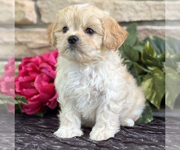 Medium Photo #10 Cav-A-Malt Puppy For Sale in ROCK STREAM, NY, USA