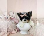 Puppy Biewer Teacup Yorkshire Terrier