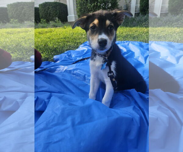 Medium Photo #2 Australian Shepherd-Unknown Mix Puppy For Sale in Plainfield, IL, USA