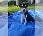 Small #1 Australian Shepherd Mix