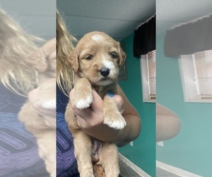 Goldendoodle Puppy for sale in NEWTON, NC, USA