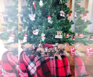 French Bulldog Puppy for sale in W SACRAMENTO, CA, USA