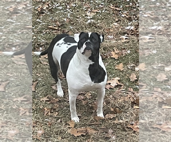 Medium Photo #1 American Bulldog Puppy For Sale in HEDGESVILLE, WV, USA