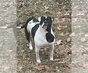 Mother of the American Bulldog puppies born on 04/08/2026