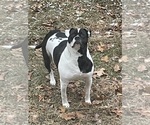 Small Photo #1 American Bulldog Puppy For Sale in HEDGESVILLE, WV, USA